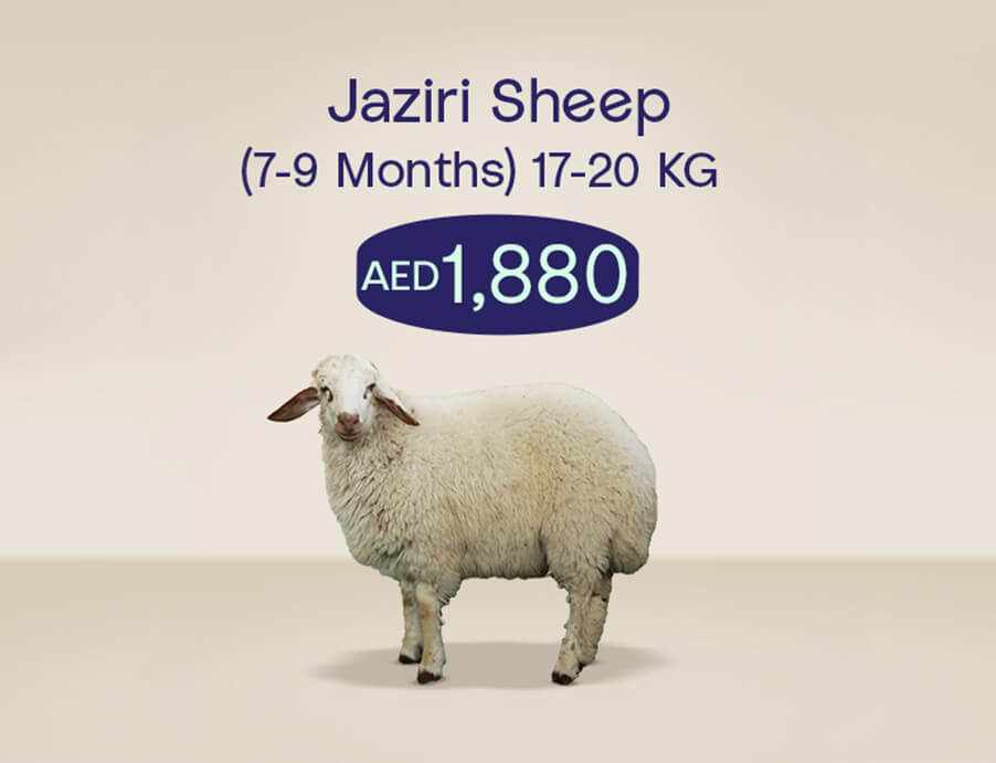 Udhiya_Website_tile_902x691_jazirisheep_1_6d3e65629e