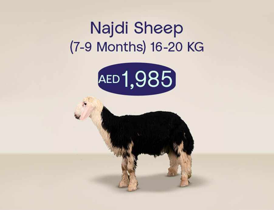 Udhiya_Website_tile_902x691_najdisheep_1_e3af70b4dc